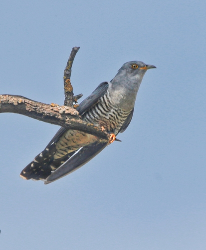 Common Cuckoo