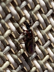 Dilophus strigilatus
