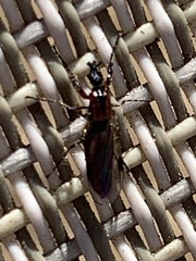 Dilophus strigilatus