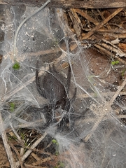 Porrhothele antipodiana