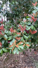 Photinia × fraseri