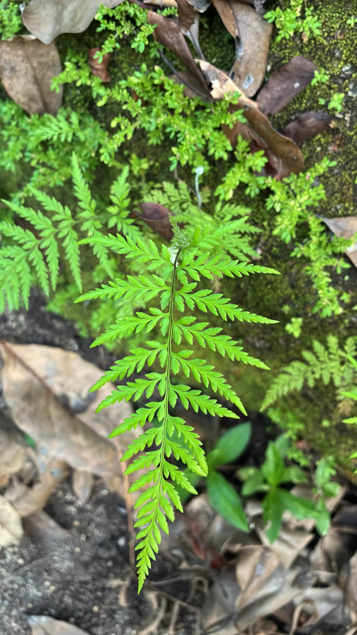 Pityrogramma calomelanos — ảnh 2