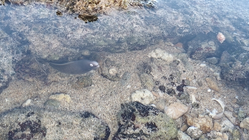 Gymnothorax thyrsoideus