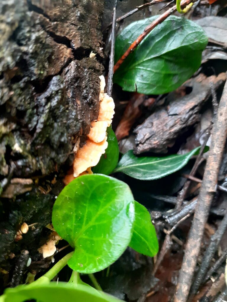 Cerrena zonata · April 2026 · photo: © zemlya (iNaturalist, cc-by)