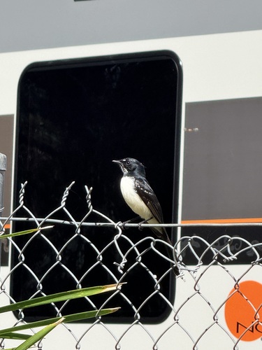 Willie Wagtail