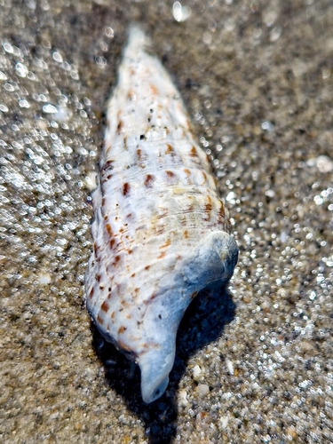 Thericium vulgatum
