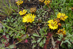 Notopappus prunelloides