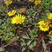 Grindelia prunelloides - Photo (c) Michelle Delaloye, alguns direitos reservados (CC BY-NC), uploaded by Michelle Delaloye