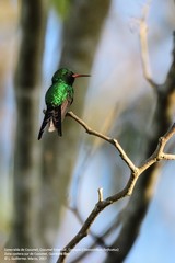 Cynanthus forficatus