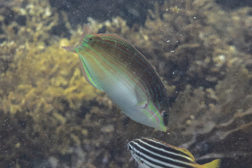 Coris aurilineata observed 2026-04-24