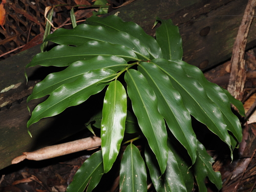 Alpinia arundelliana, photograph 2