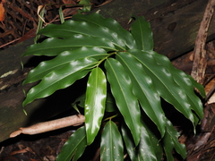 (c) Thomas Mesaglio, some rights reserved (CC BY) Alpinia arundelliana, photograph (c) Thomas Mesaglio, some rights reserved (CC BY)