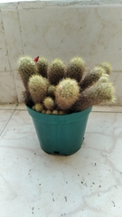 Cactaceae