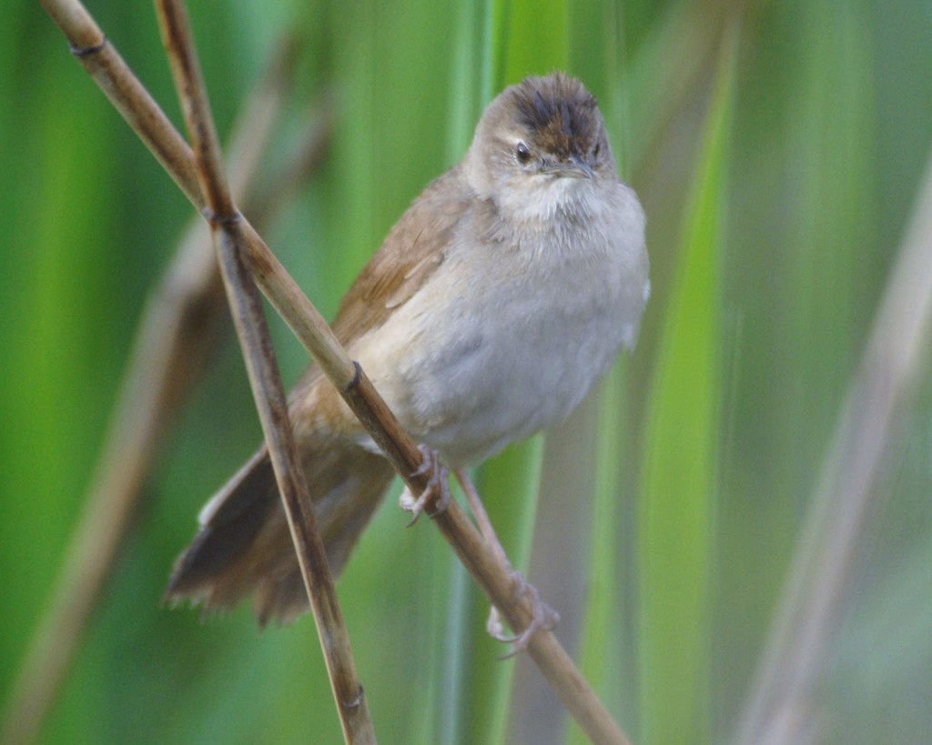 Savi's warbler (birds of Italy part 2) · iNaturalist