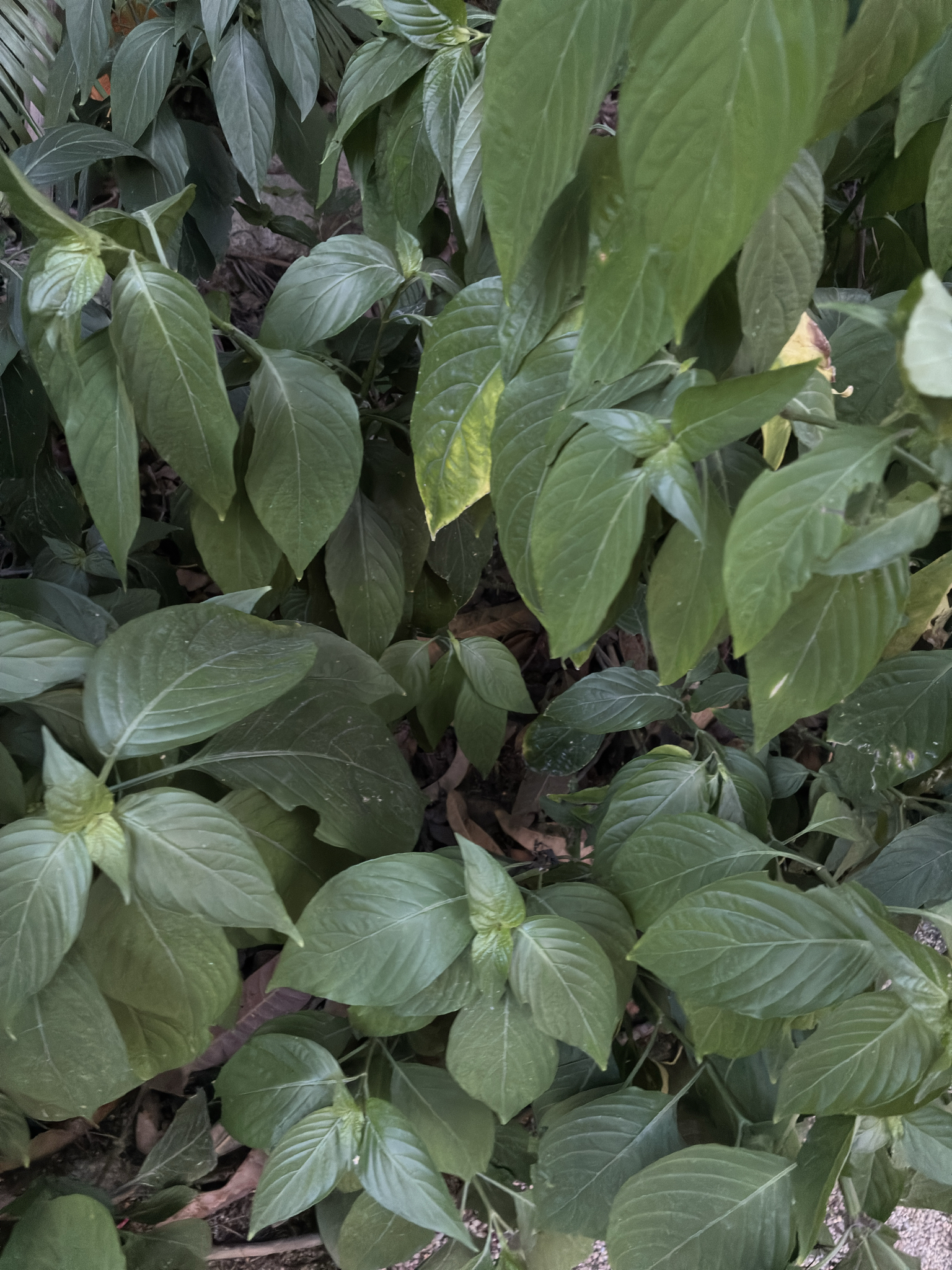 Dianthera secunda — ảnh 2