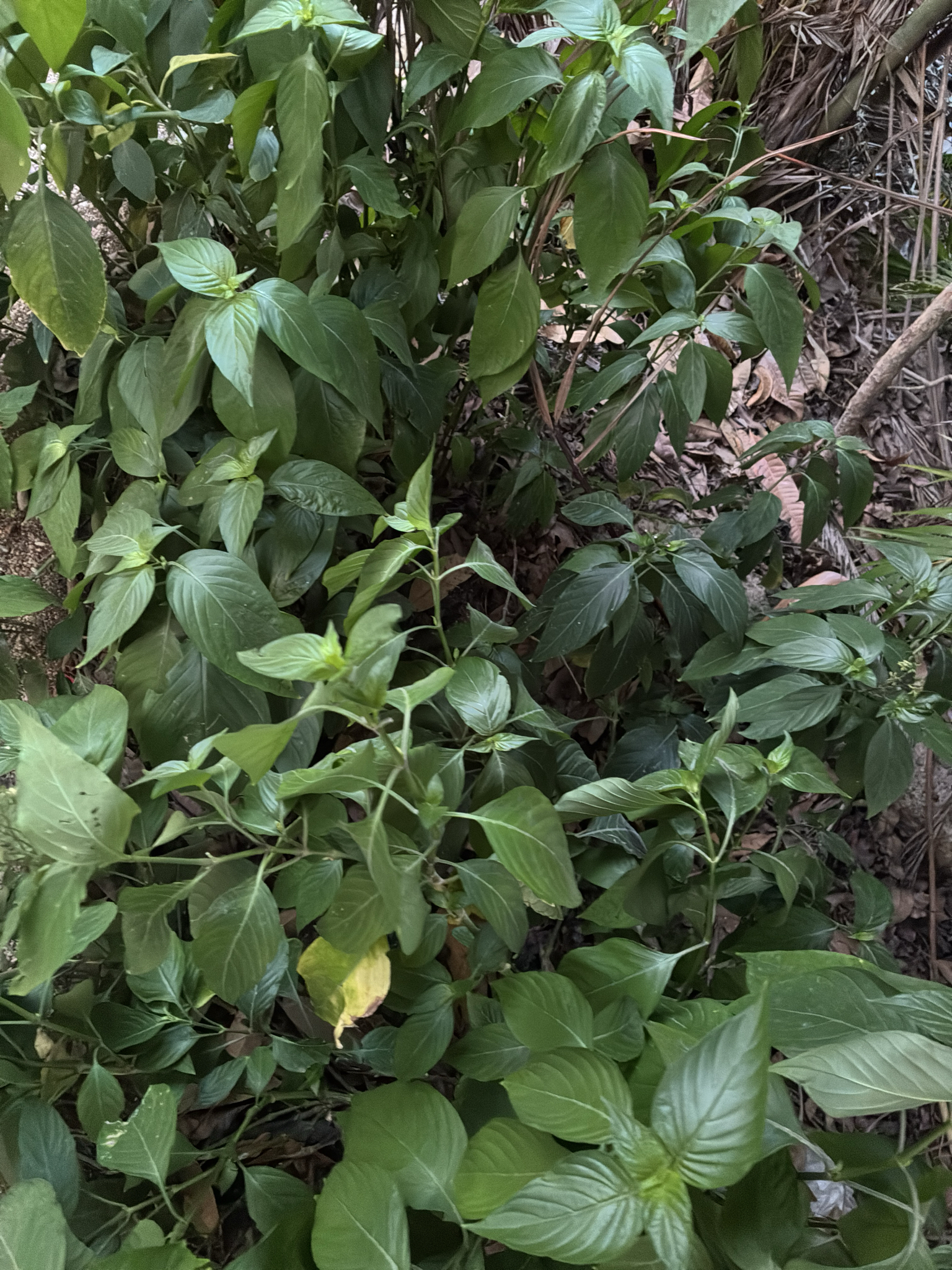Dianthera secunda — ảnh 3