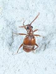 Atinus monilicornis