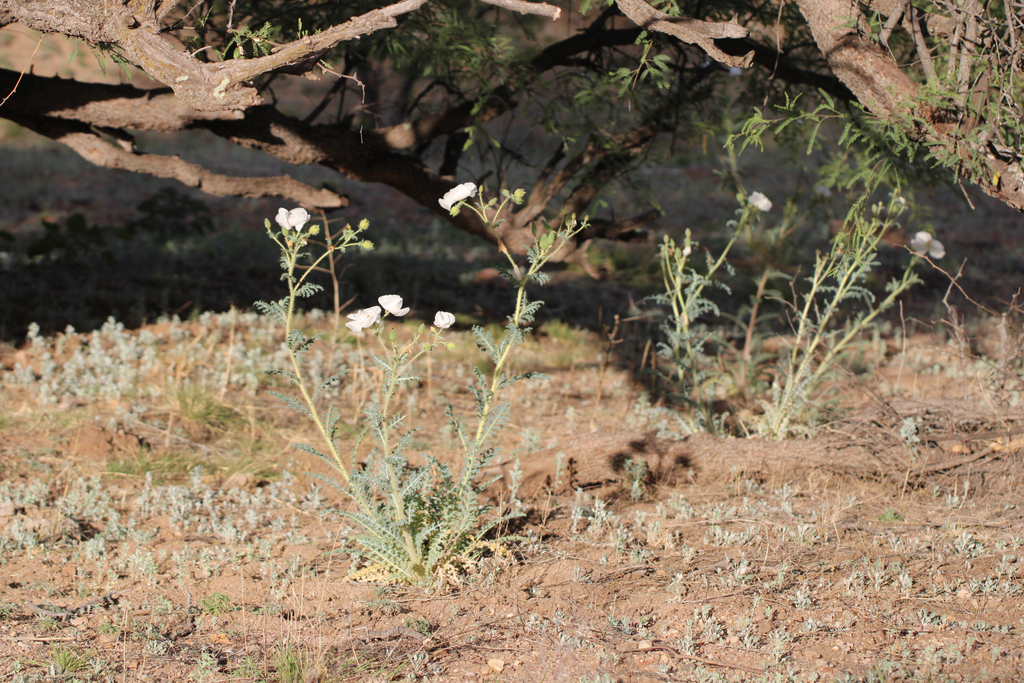 Argemone pleiacantha; photograph (c) Carlos A. Armenta, some rights reserved (CC BY-SA)