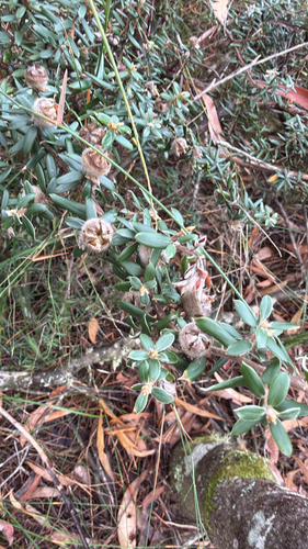 Leptospermum grandifolium, 2026-05-04