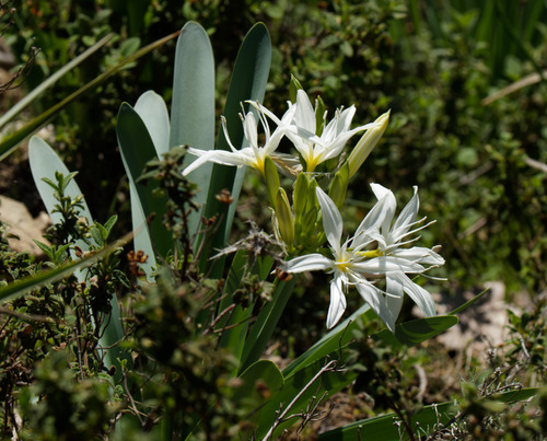 Pancratium illyricum, photograph 6