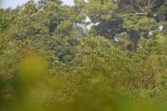 Columba iriditorques