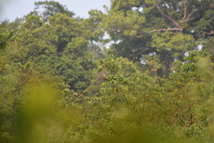 Columba iriditorques