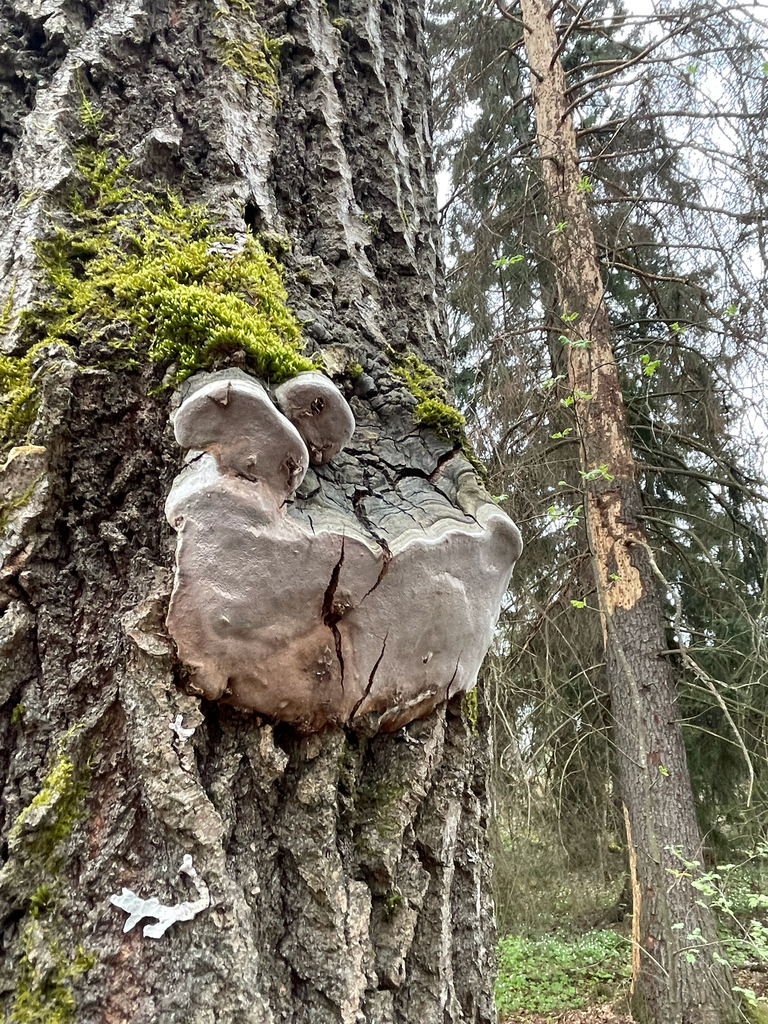 Phellinus tremulae · May 2026 · photo: © edonardo (iNaturalist, cc-by)