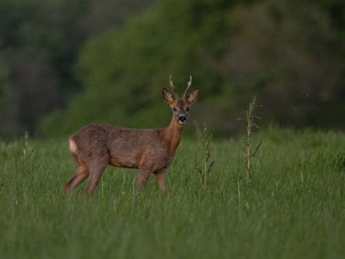 Western Roe Deer