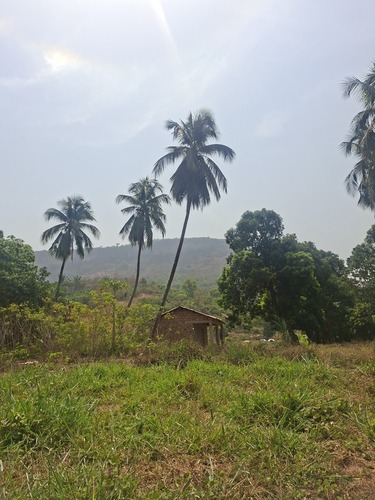 coconut palm