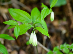 Disporum sessile, photograph (c) りなべる, some rights reserved (CC BY)