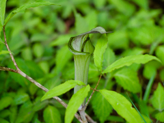 Arisaema yamatense, photograph りなべる, CC BY, iNaturalist via GBIF