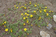 Notopappus prunelloides