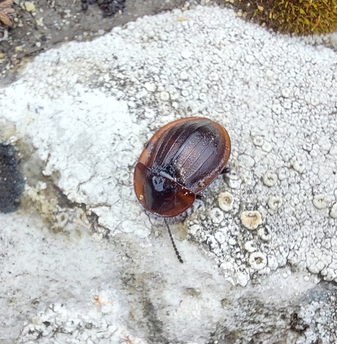 Black snail beetle