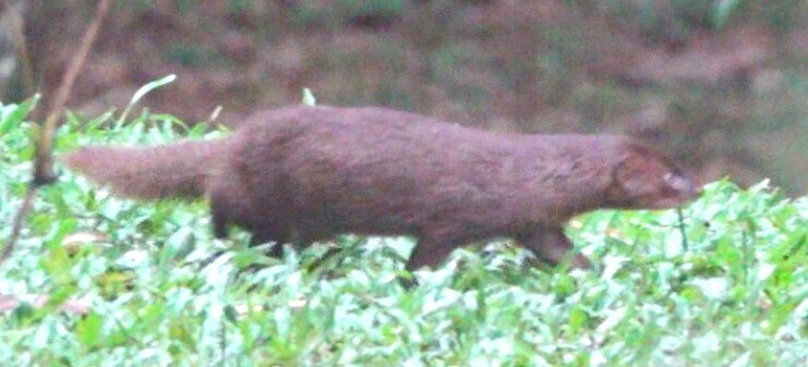 Mongoose Java Size Javan Mongoose from Cianjur Regency, West Java, Indonesia on May 4 ...