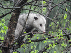 Didelphis virginiana