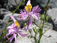 Schizanthus hookeri