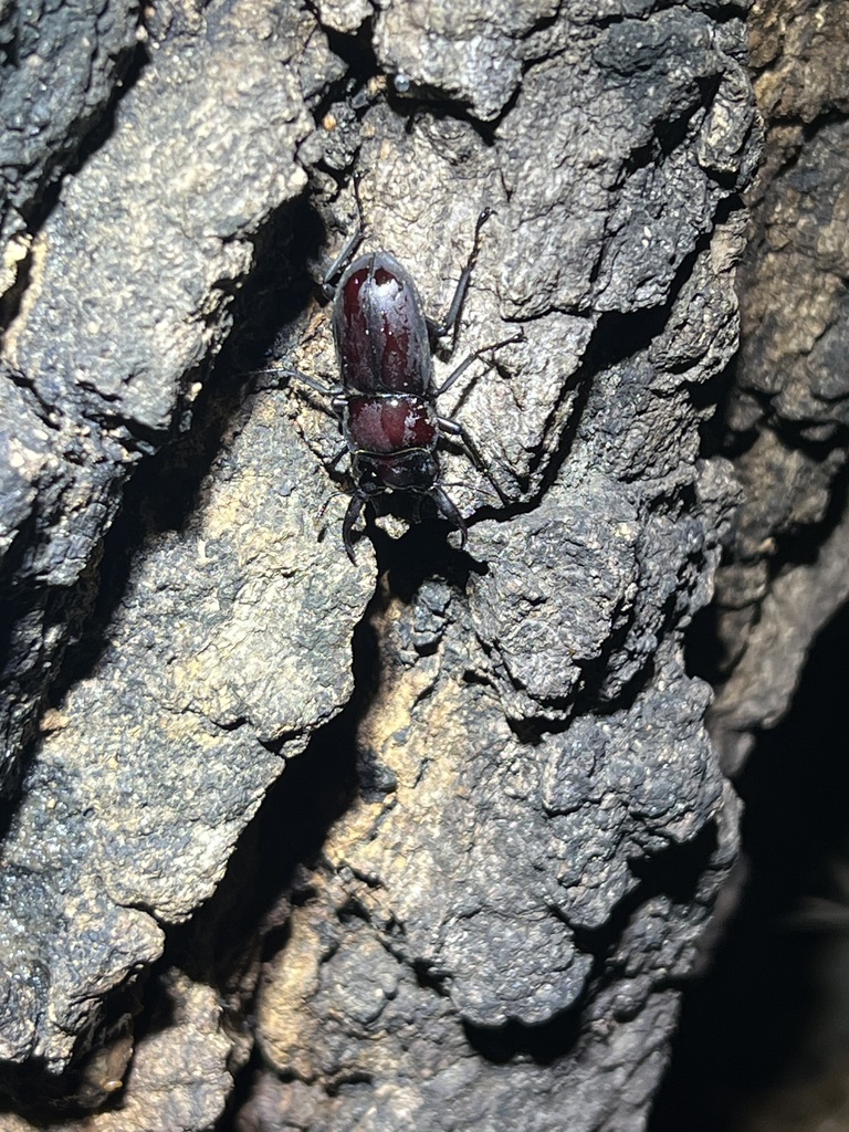 Dorcus rectus rectus in May 2026 by w210 · iNaturalist