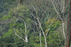 Polyboroides typus pectoralis