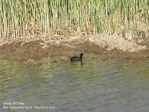 Eurasian Coot