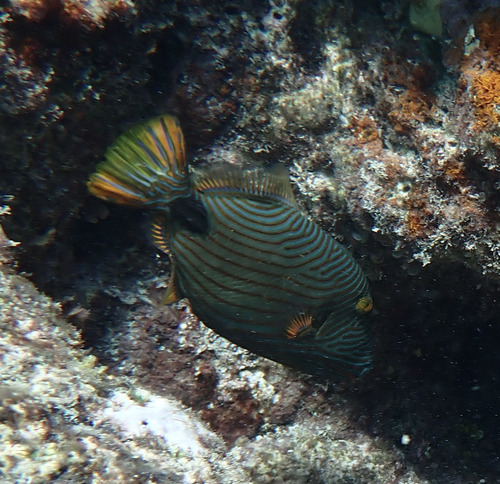 Balistapus undulatus