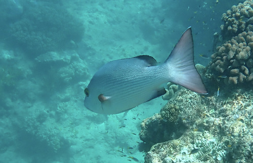 Lutjanus bohar
