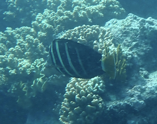 Zebrasoma velifer