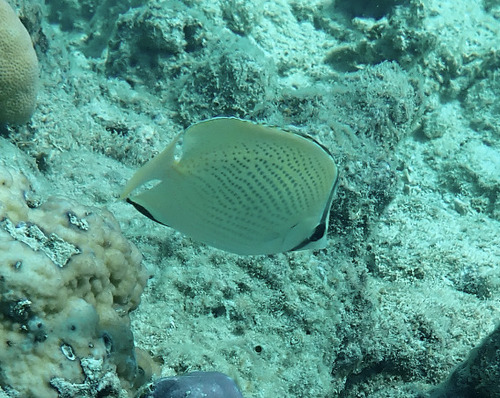 Chaetodon citrinellus