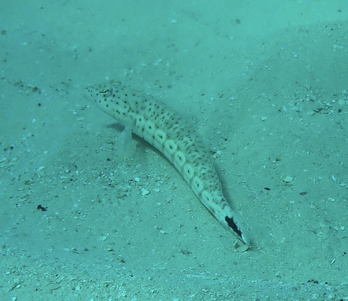 Parapercis queenslandica