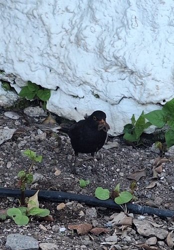 Avistamiento Turdus merula