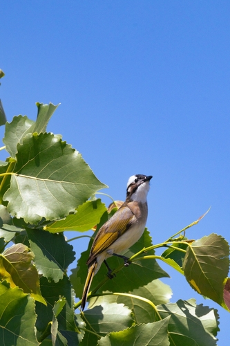 Light-vented Bulbul