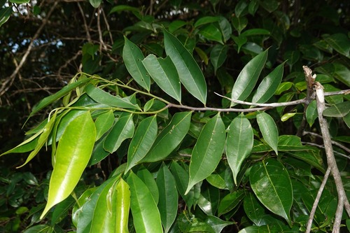 Guatteria schomburgkiana, 2026-04-27