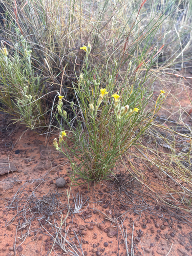 Goodenia armitiana observed 2026-05-03