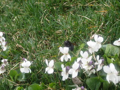 Xylocopa tabaniformis androleuca