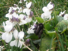 Xylocopa tabaniformis androleuca